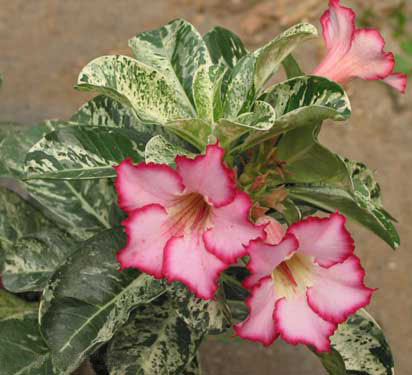 Адениум вариегатный (Adenium Variegated)