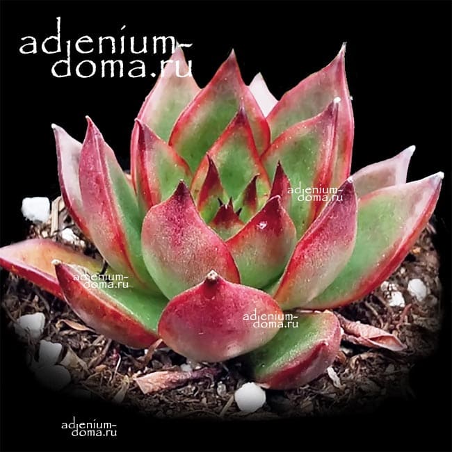 Echeveria AGAVOIDES RED Эхеверия агавовидная красная Эчеверия 2