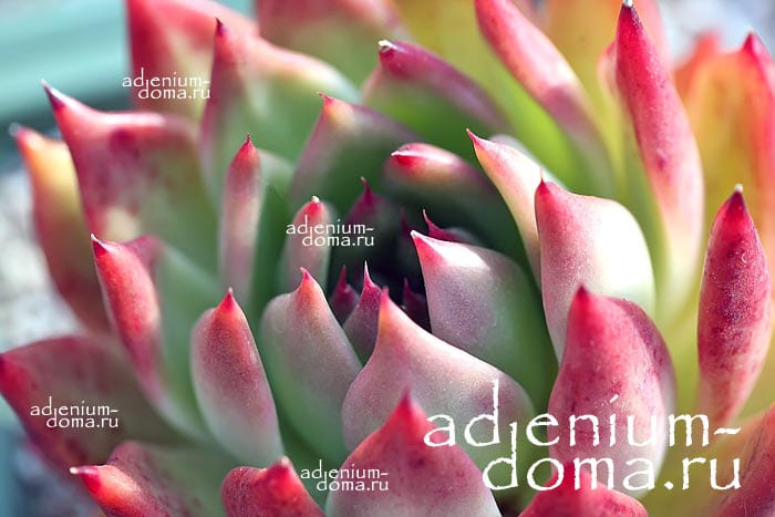 Echeveria AGAVOIDES RED Эхеверия агавовидная красная Эчеверия 3