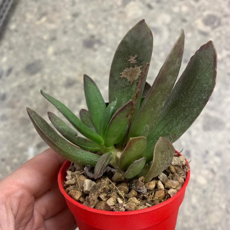 Растение Adromischus TRIGYNUS Адромискус трехпестичный 2