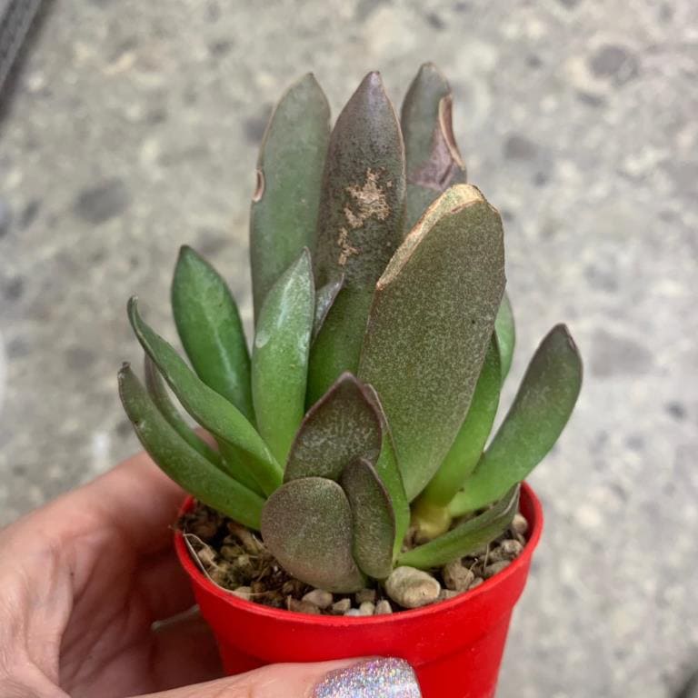 Растение Adromischus TRIGYNUS Адромискус трехпестичный 3