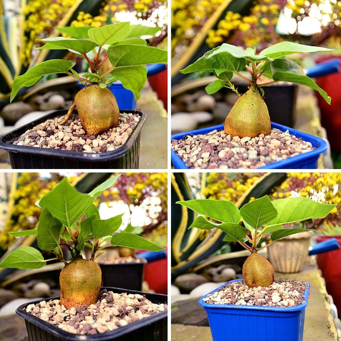 Растение Ficus PALMERI Фикус Пальмера 2