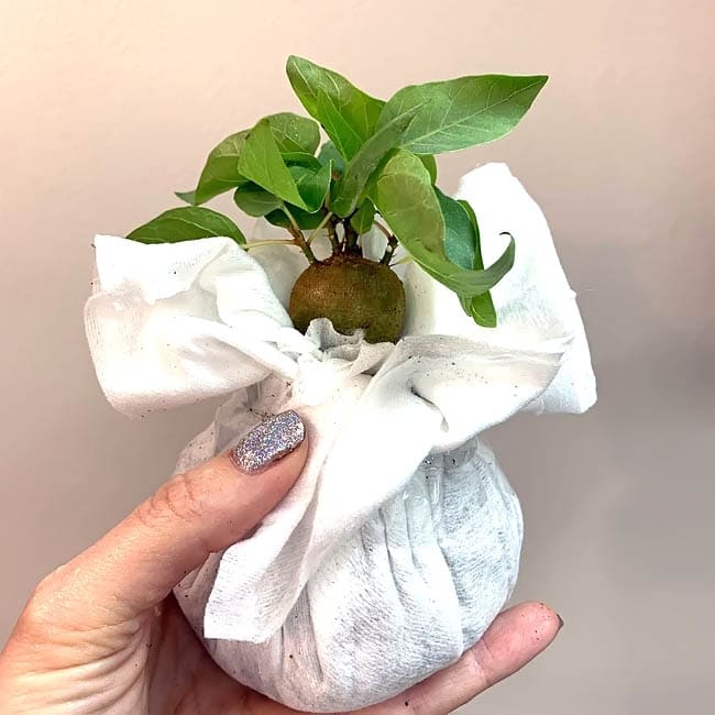 Растение Ficus PALMERI Фикус Пальмера 3