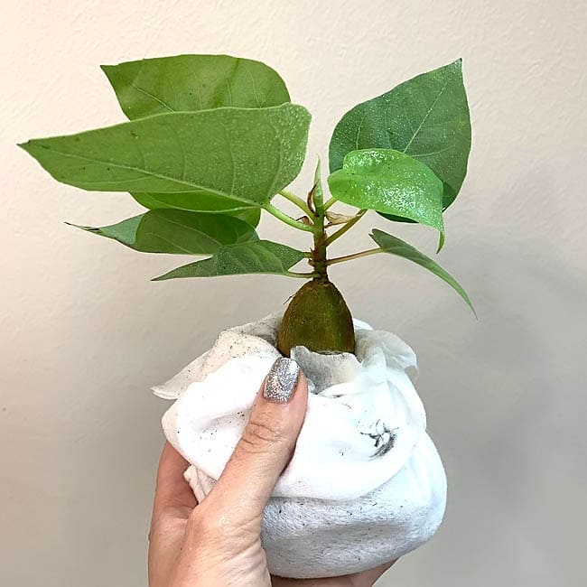 Растение Ficus PALMERI Фикус Пальмера 3
