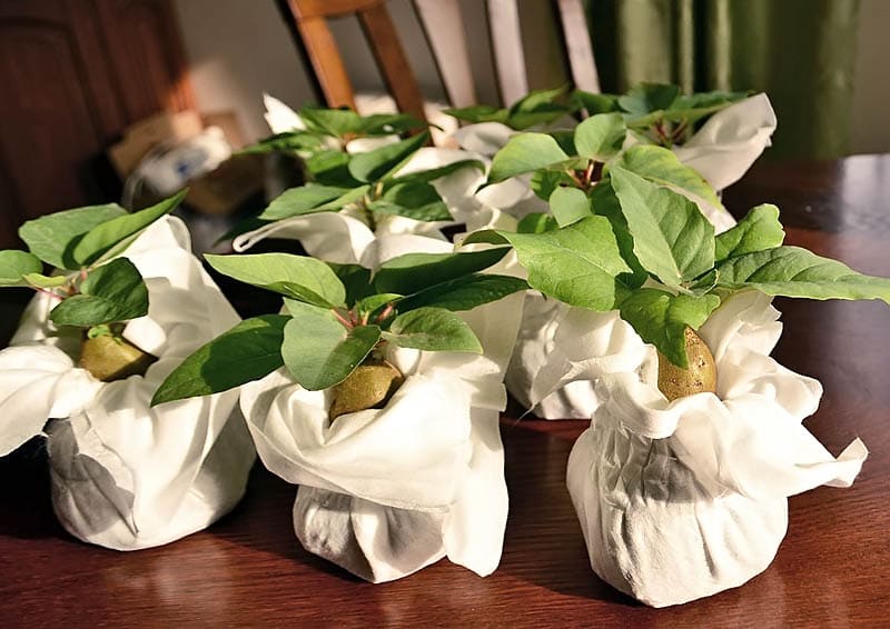 Растение Ficus PALMERI Фикус Пальмера 1