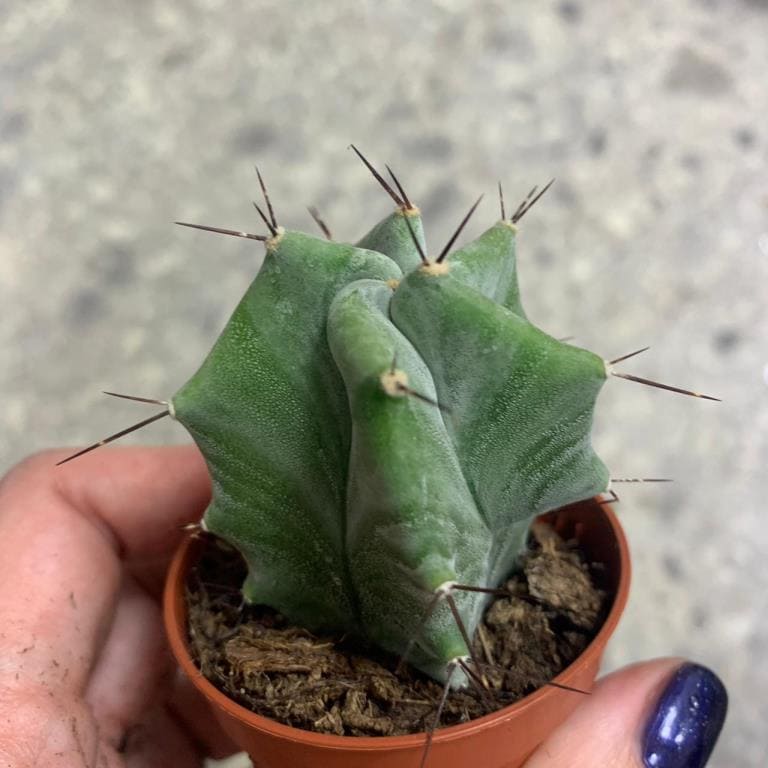 Растение Lemaireocereus PRUINOSUS Лемэроцереус 3