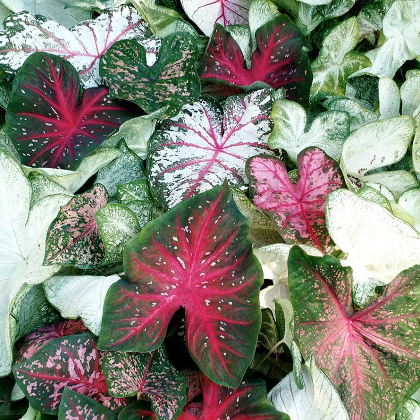 Caladium MIXED Каладиум случайная смесь видов Сердце Иисуса Крылья ангелов Слоновьи уши пестролист 3