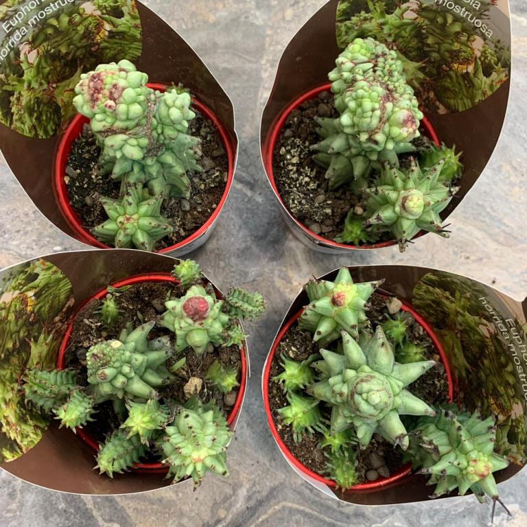 Растение Euphorbia HORRIDA monstrose Молочай ощетиненный Эуфорбия 3