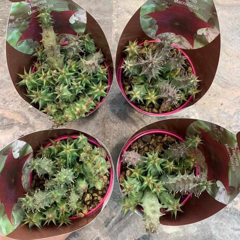 Растение Huernia MACROCARPA Гуэрния крупноплодная 3