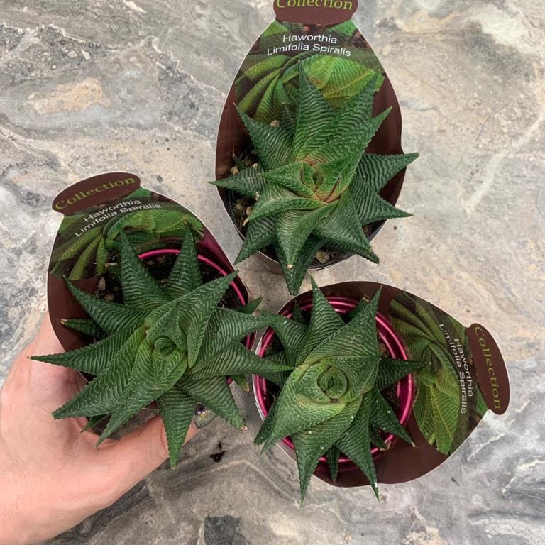 Растение Haworthia LIMIFOLIA SPIRALIS Хавортия лимолистная спиралевидная 3