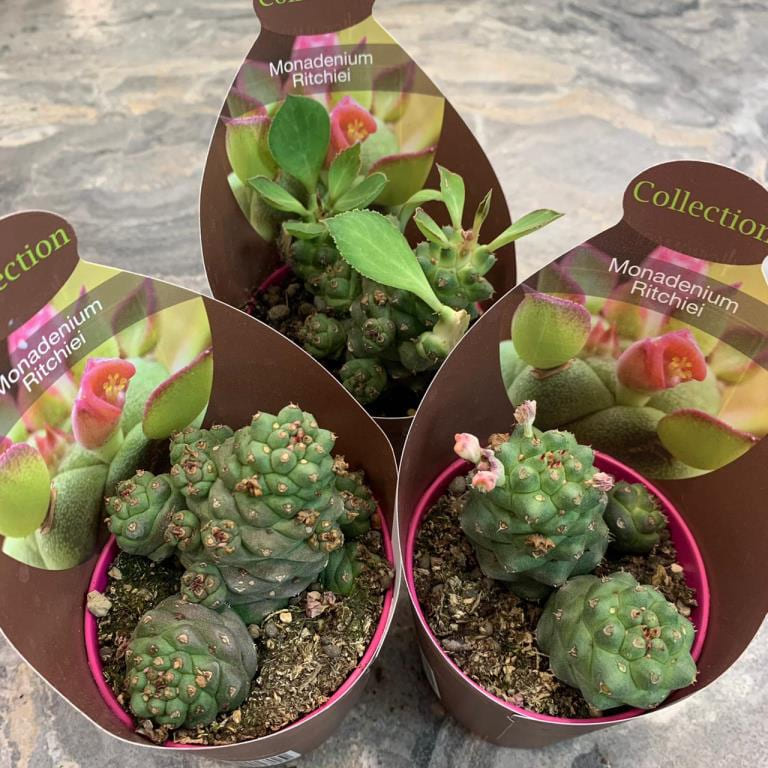 Растение Monadenium GUENTHERI Монадениум Ричи 3