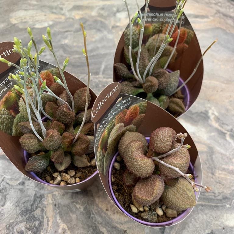 Растение Adromischus MARIANAE ALVEOLATUS Адромискус Марианны Альвеолатус 3