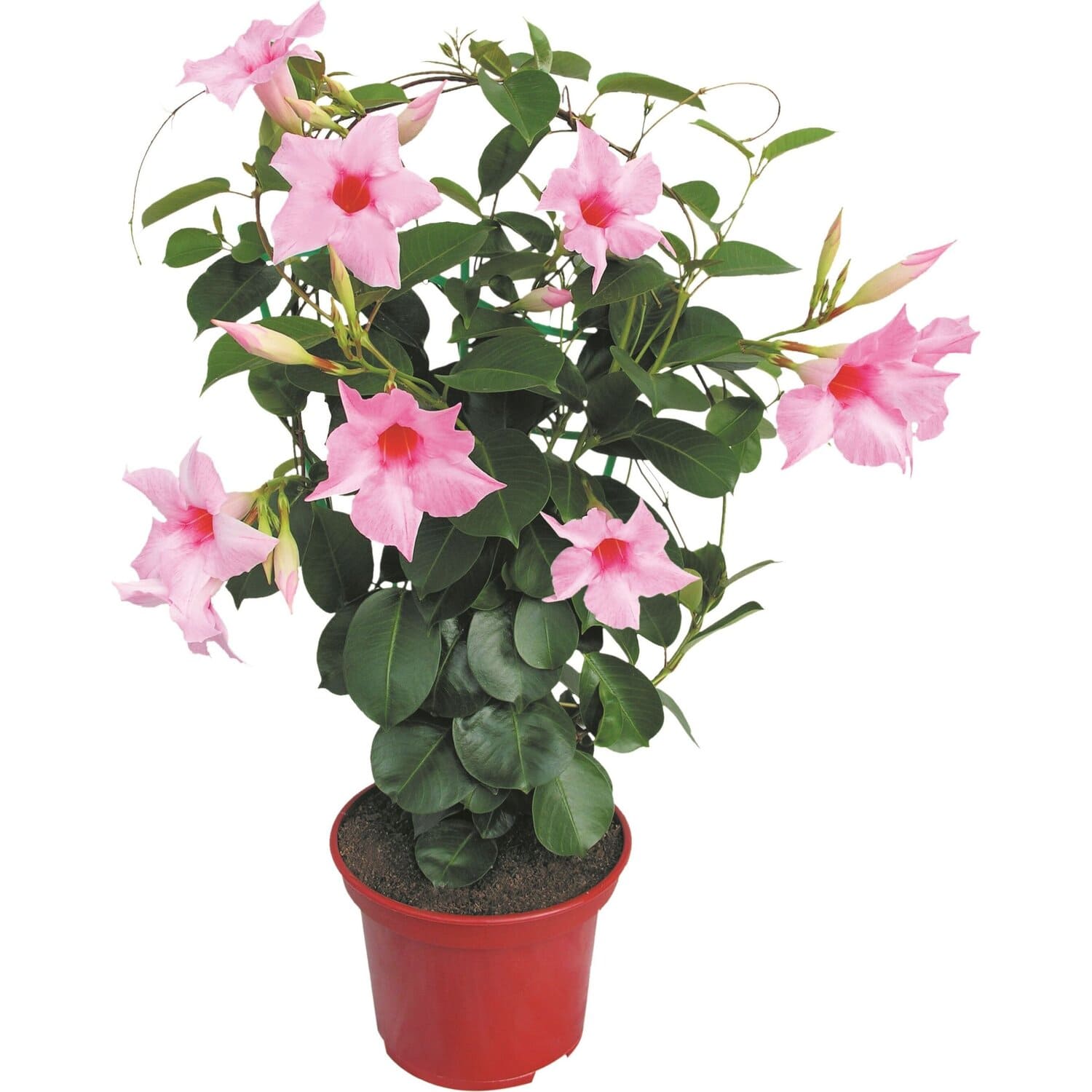 Растение Dipladenia MIX Mandevilla Chilean Jasmine Дипладения мандевилла 3