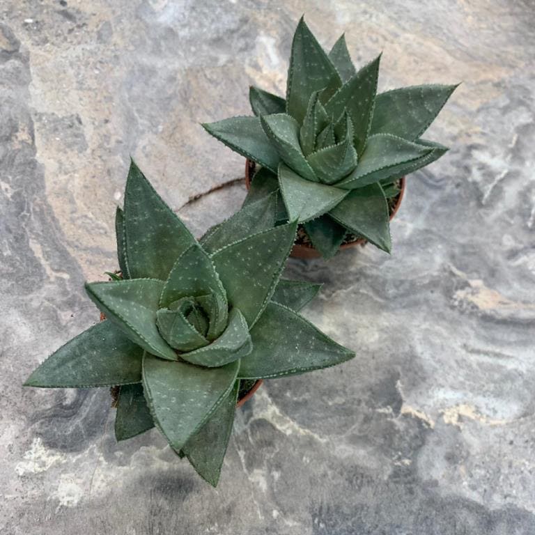 Растение Gastrolea SILVER SWIRLS Gasteraloe Gastroaloe Гастералоэ Серебряные завитки 3