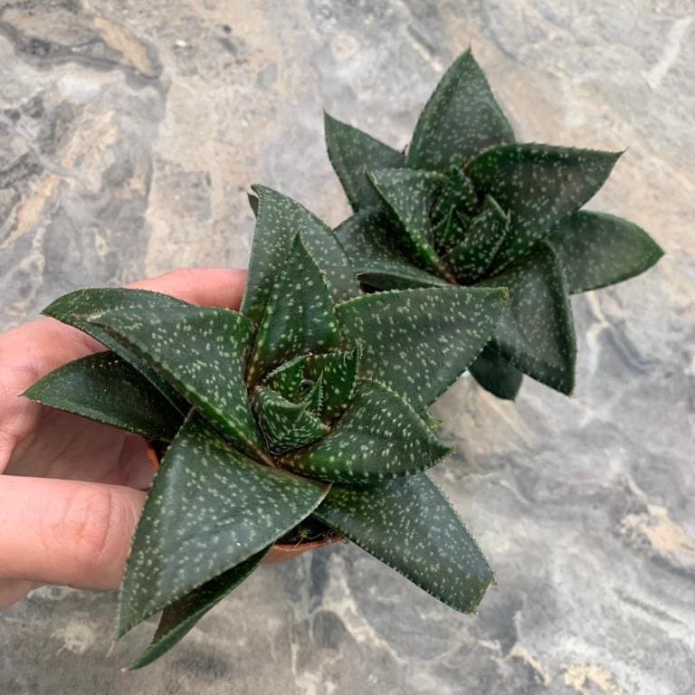 Растение Gastrolea TIKI Gasteraloe Gastroaloe Гастролея Гастералоэ Тики 3