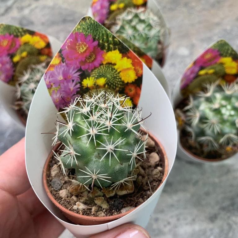 Mammillaria SABOAE Маммиллярия Сабо 3